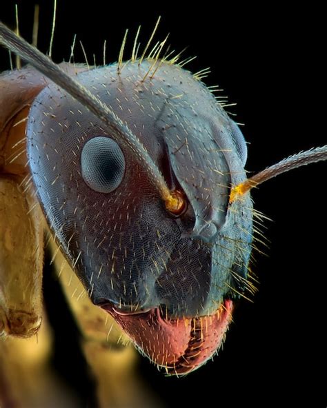 macro ant face|This Macro Photo of an Ant's Face Looks Straight Out of a Horror .
